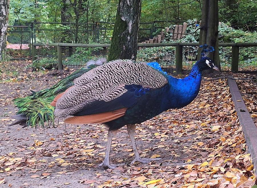 Paw spod poznańskiego ZOO