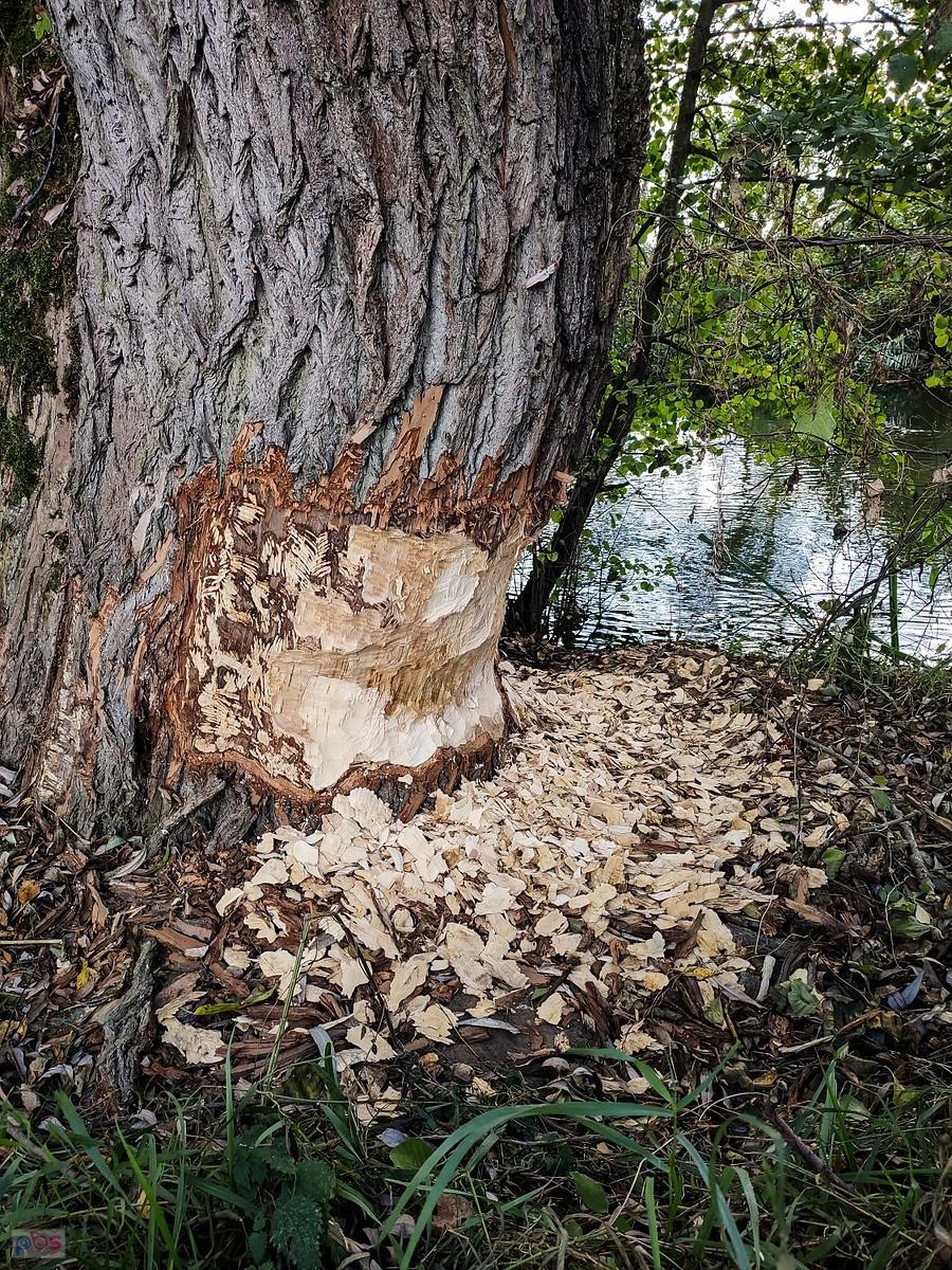 Jak na to patrzę to mnie zęby bolą