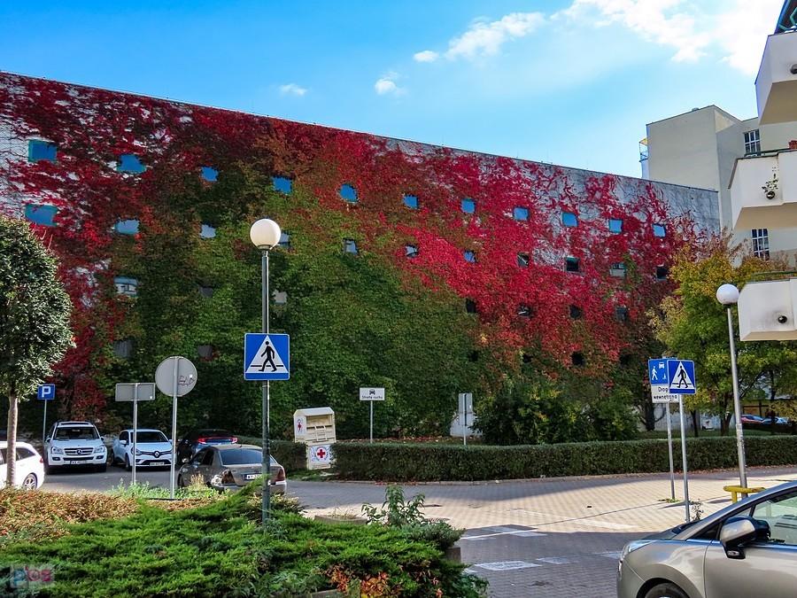 Winobluszcz maluje mural