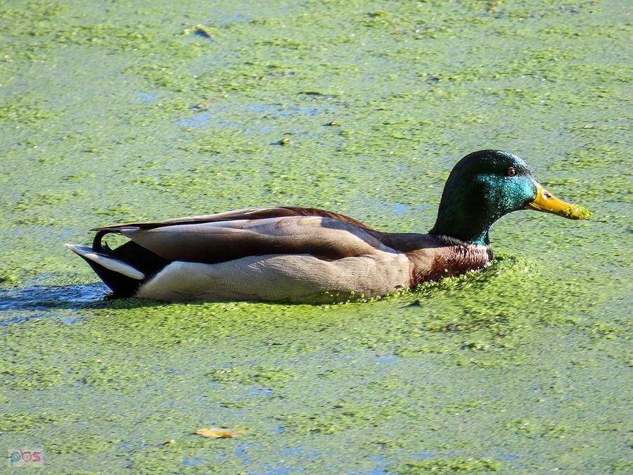 Kaczor w zielonej brei