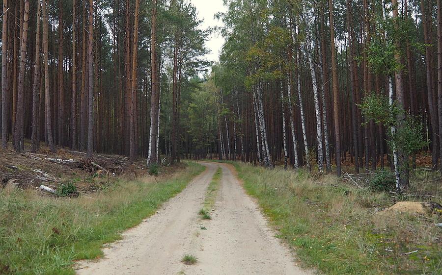 Kierunek Trzebiszewo