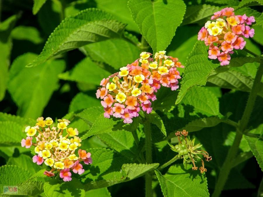 Krzew lantana z różnokolorowymi kwiatami