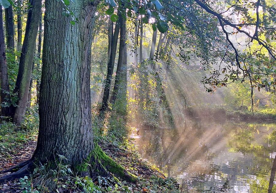 Piękna poznańska Dębina