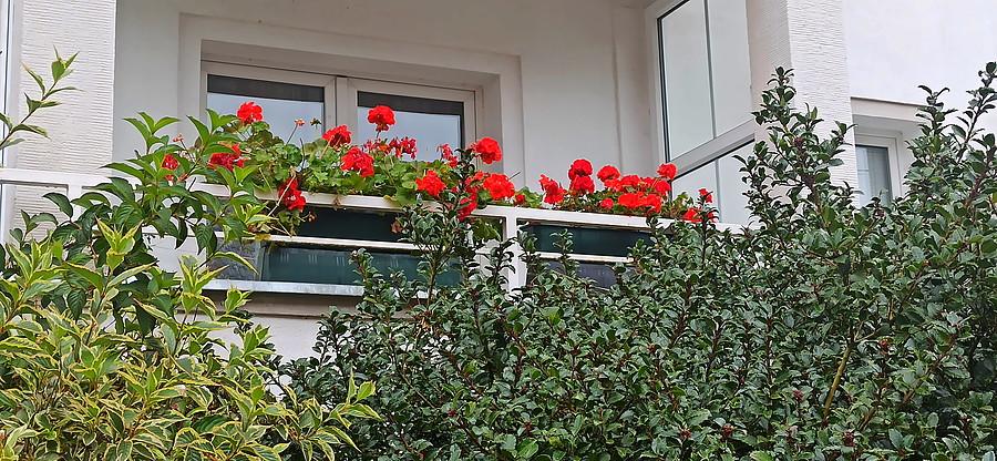 mój balkon 21 października 23 r.