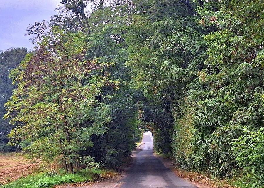 Drzewny tunel w Koninku