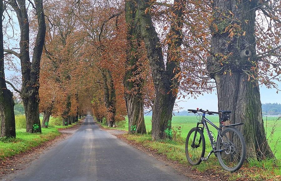 Rowerówka z alei