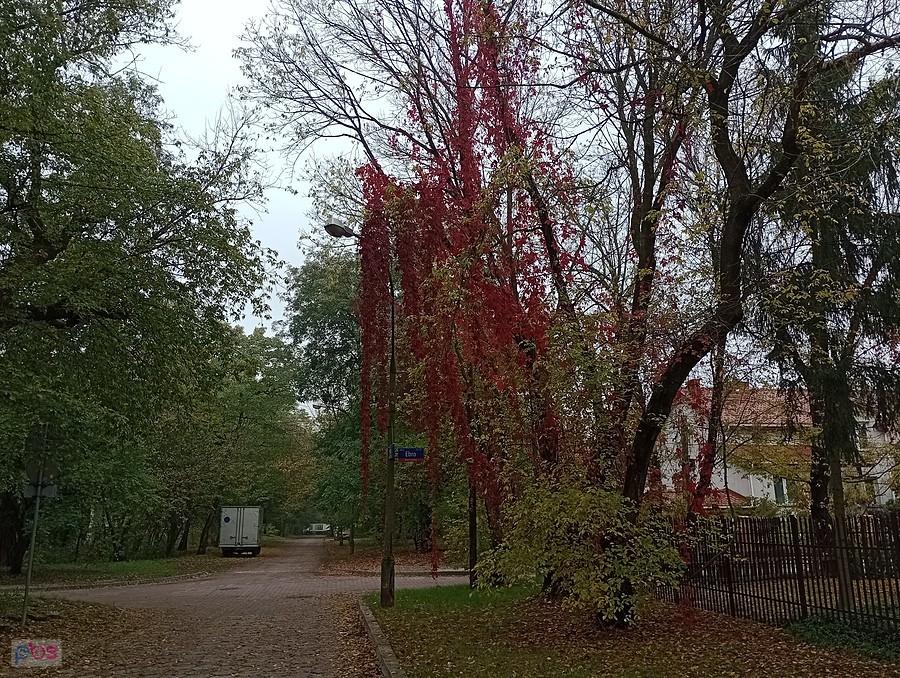 Złota polska jesień