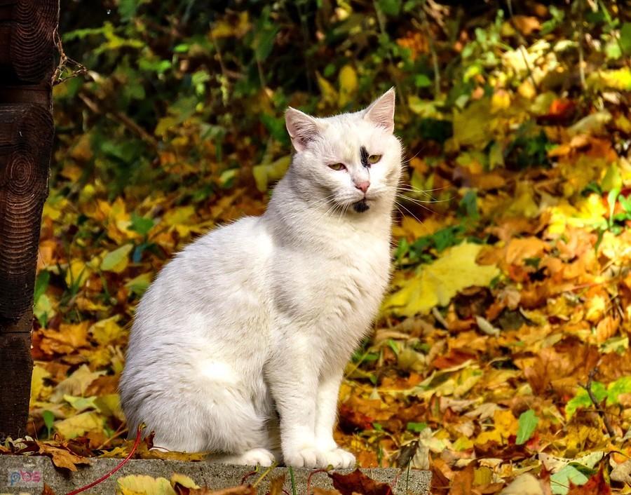 Kocisko przykościelne