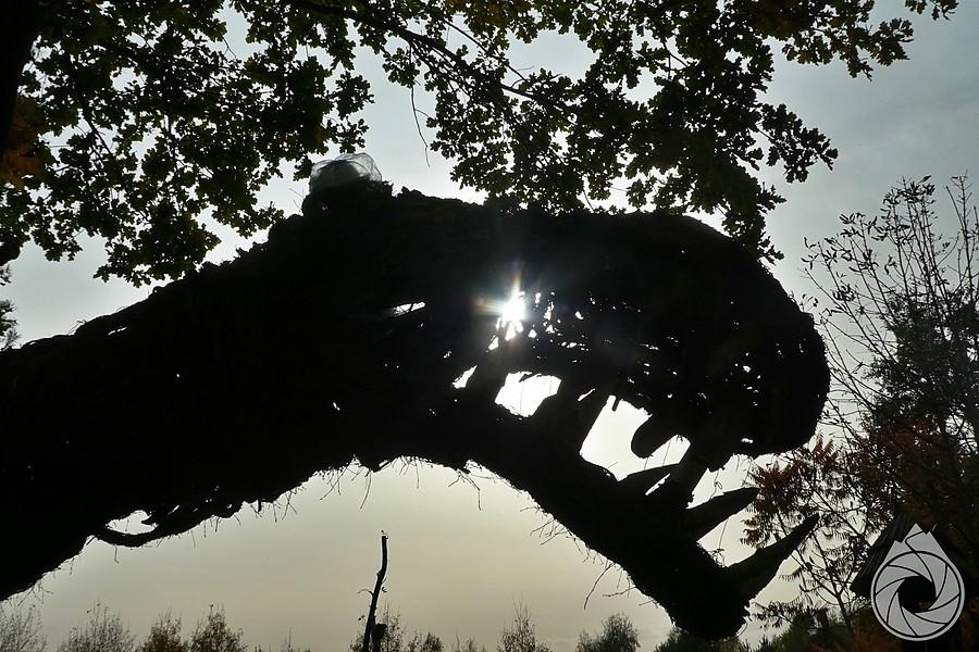 dinozaury Kieleckiego