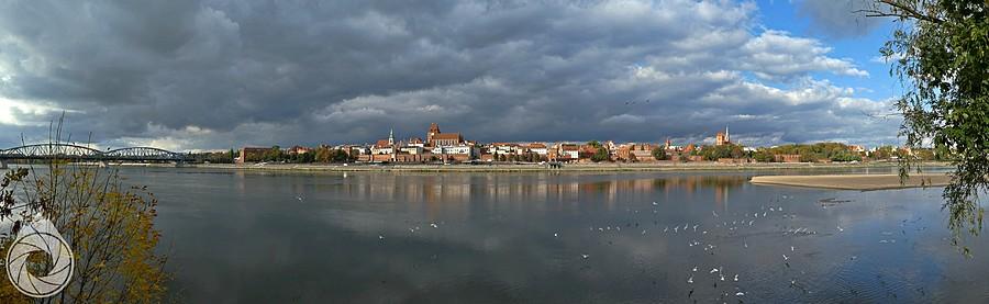 Wisła, Toruń, rybitwy