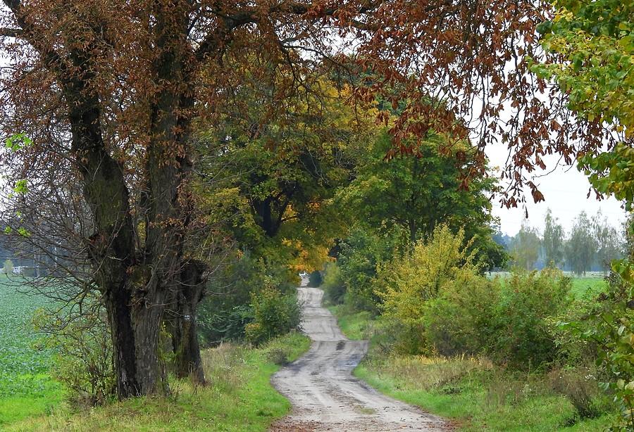 Kręta polna droga