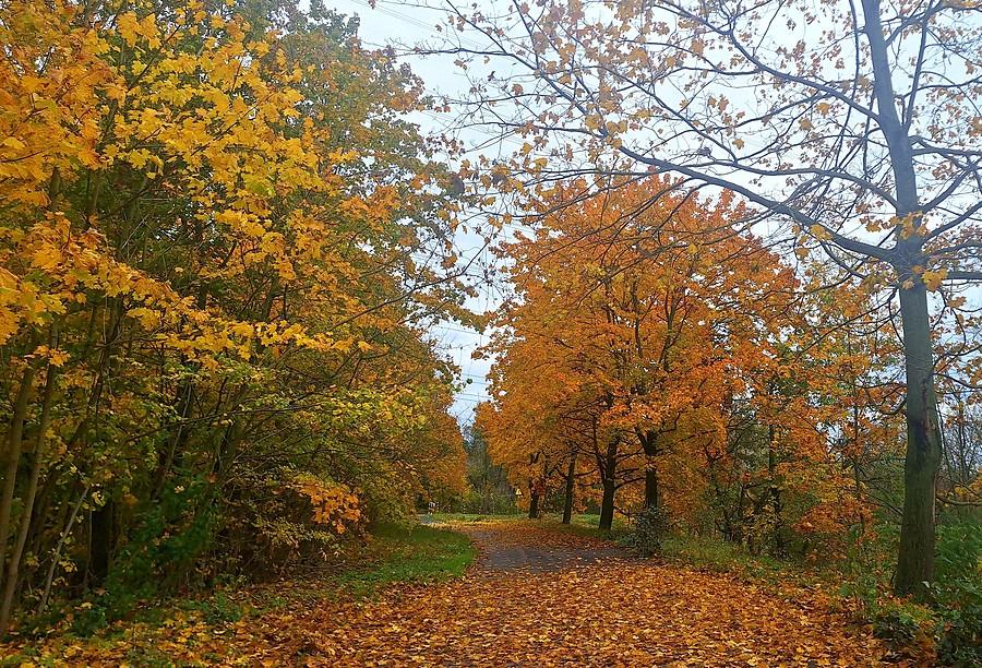 Liści tyle samo na górze, co na dole