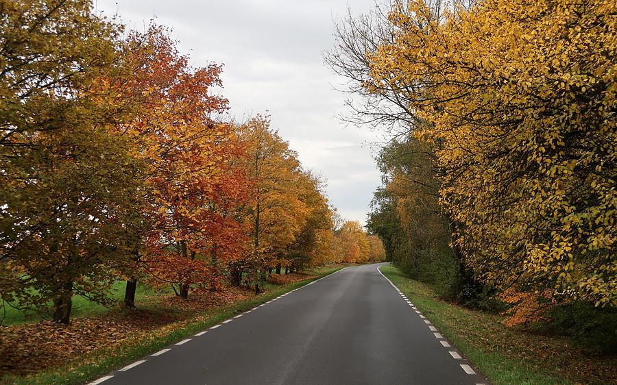 Piękne jesienne klimaty na bocznym asfalciku