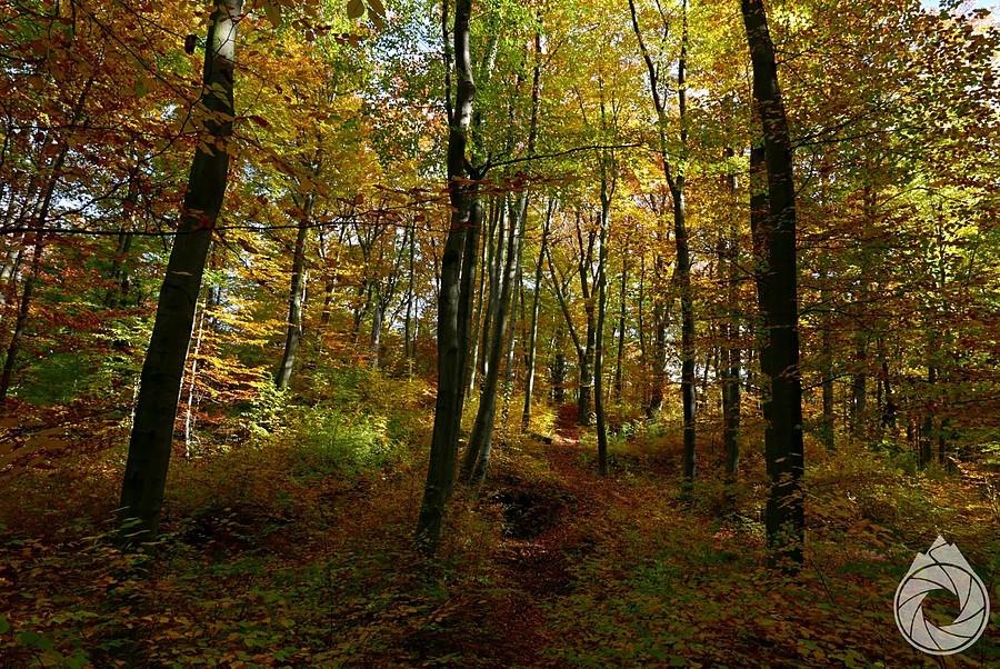 laaaaaasy jurajskiego wzgórza Rudnica