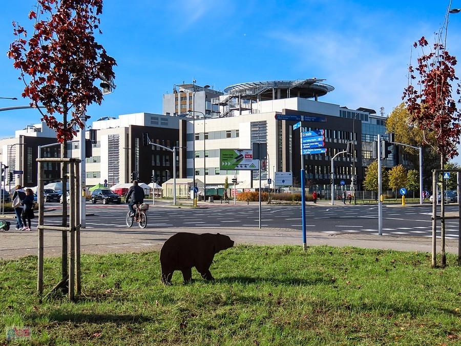 Niedźwiedzie jeszcze nie śpią