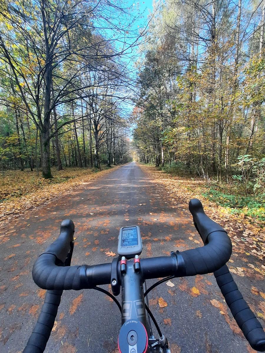 Leśne wytchnienie od wiatru.