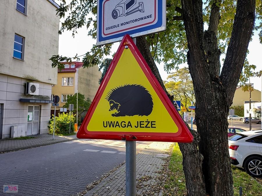 Na zielonym Ursynowie spacerują jeże