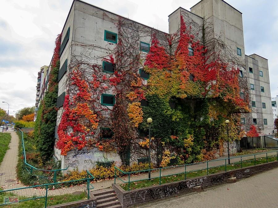 Tu jeszcze cała paleta barw winobluszczu