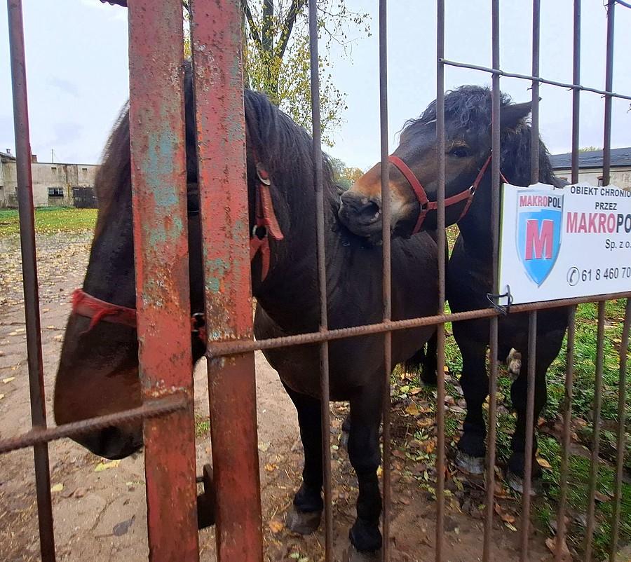 Końskie czułości