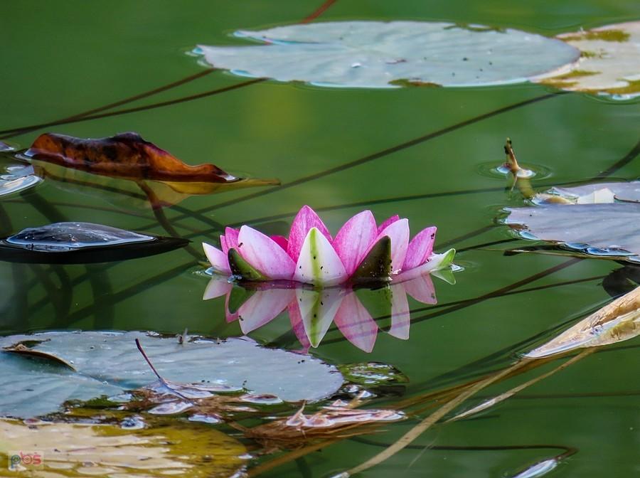 Nenufarowa korona