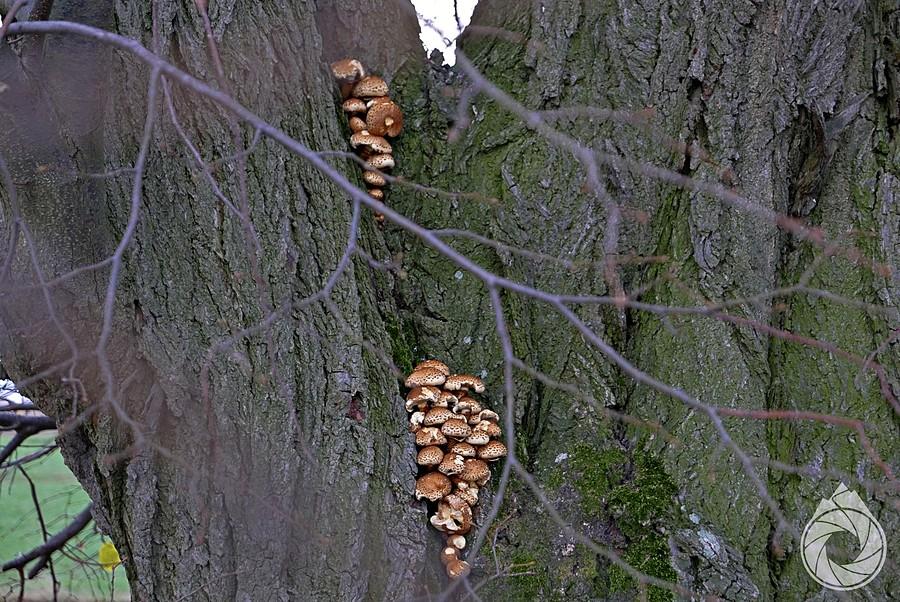 ooooooo-pieńki