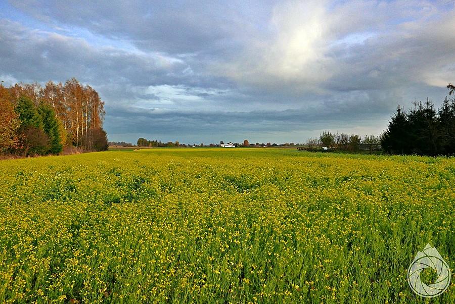 dojrzewająca musztarda