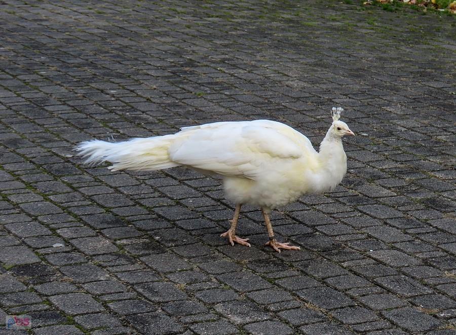 Z daleka wyglądał jak większa kura