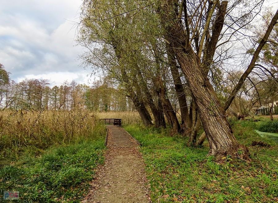 Początek kładki na mokradłach