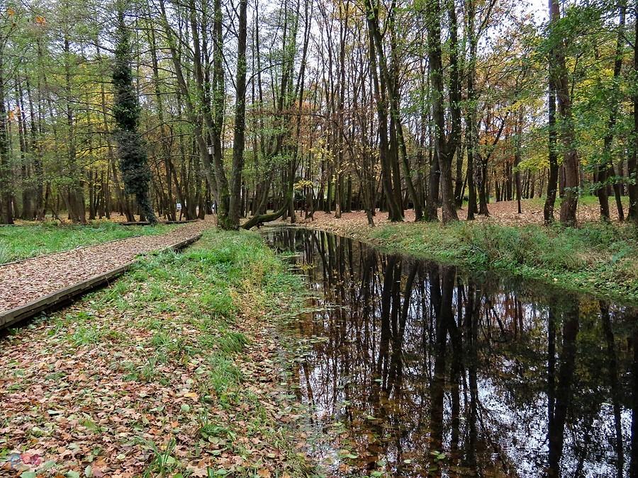 Kanałek przy kładce na mokradłach