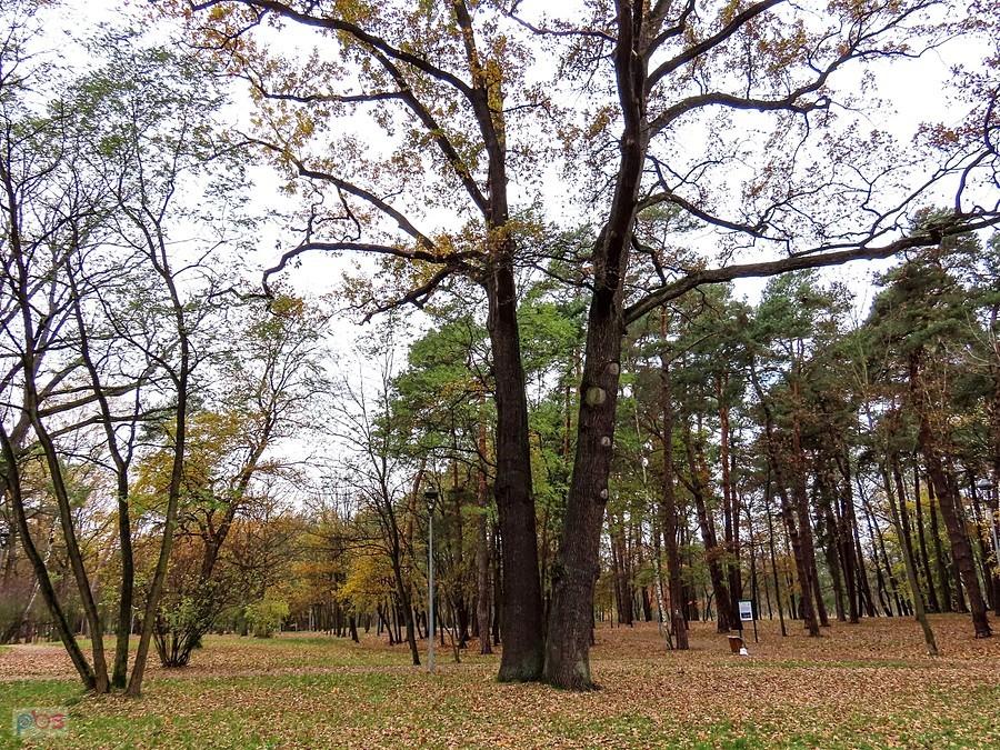 Dęby w Parku Zdrojowym