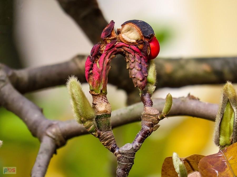 Bliźniacze szyszki magnolii