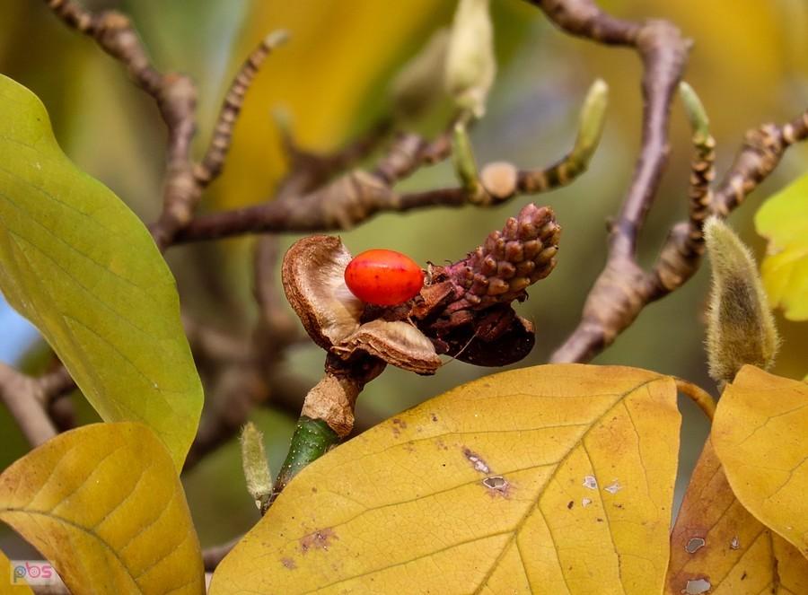 Nasiona magnolii otoczone są czerwonymi, twardymi osnówkami