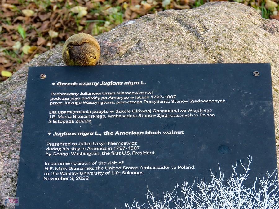 Orzech doczekał się kamienia pamiątkowego