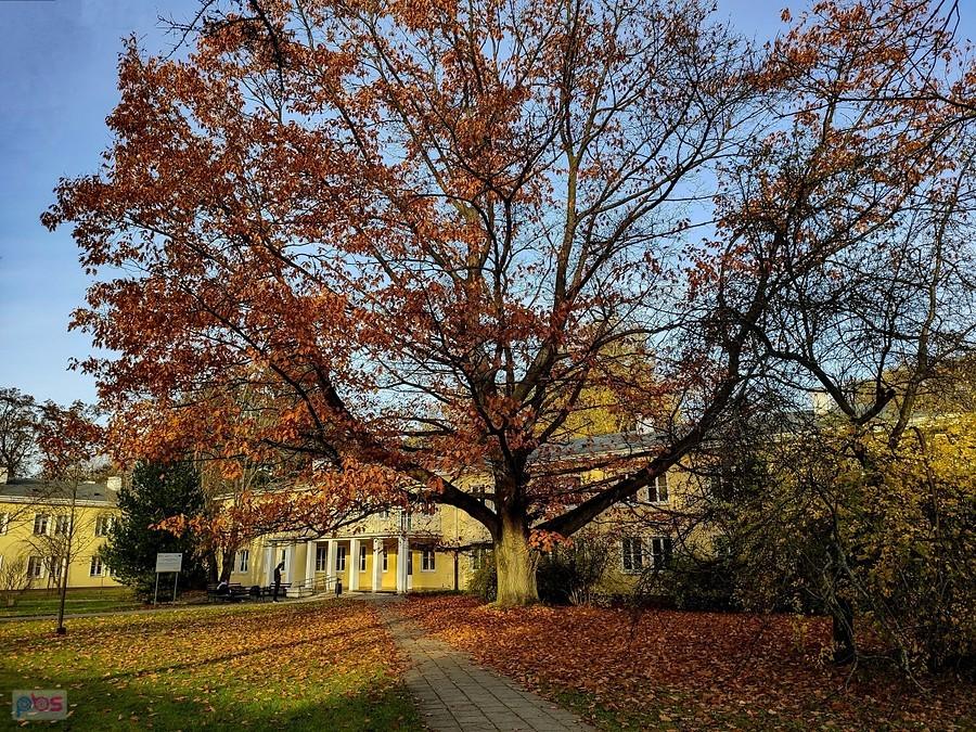 Dąb czerwony