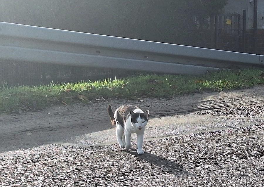Jeszcze lekko nieufny kotek