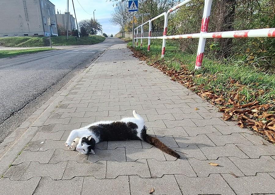 Tak też można się łasić :)