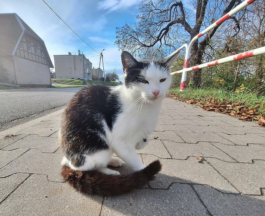 Kotek pozuje
