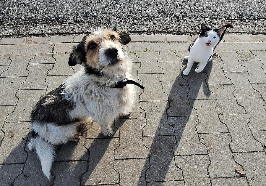 Przyjaźń międzygatunkowa :)