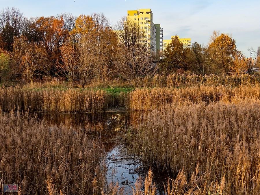 Jesień w Dolince Służewskiej