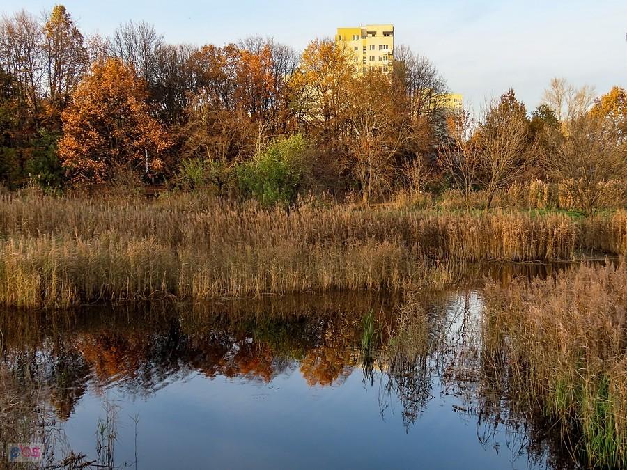 Staw Kaczeńcowy Dolny