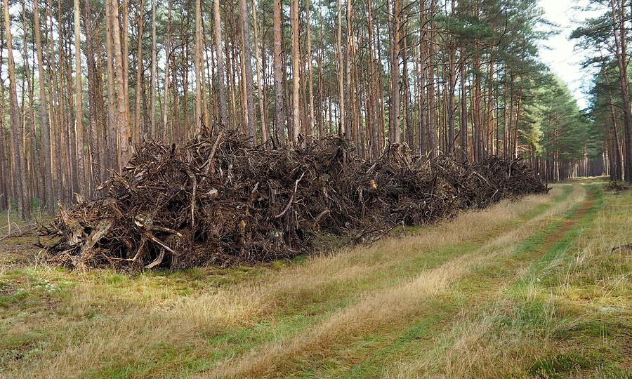 Byłem u korzeni :)