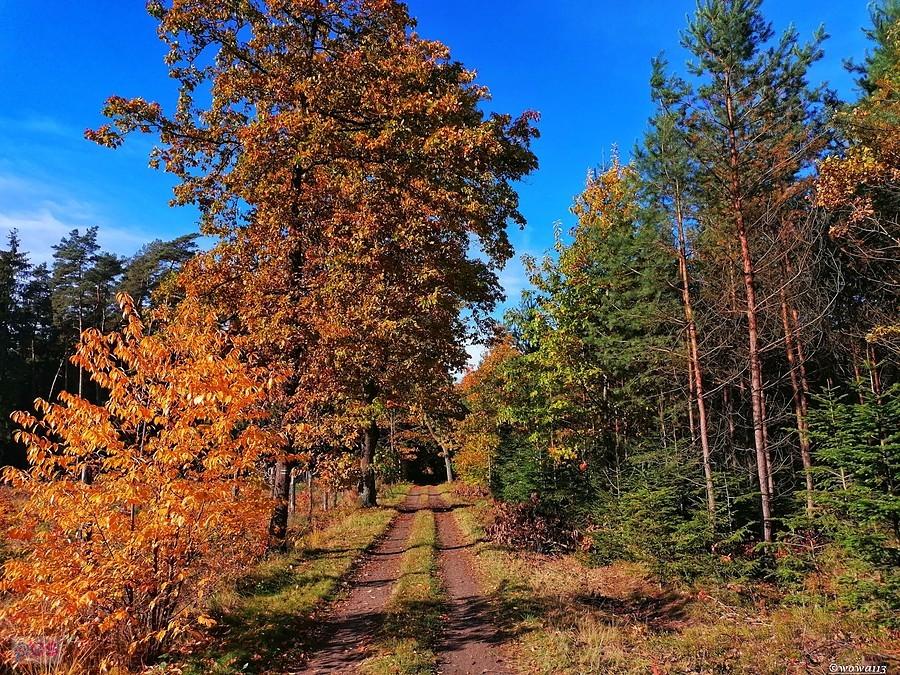 Jesień w Brynku