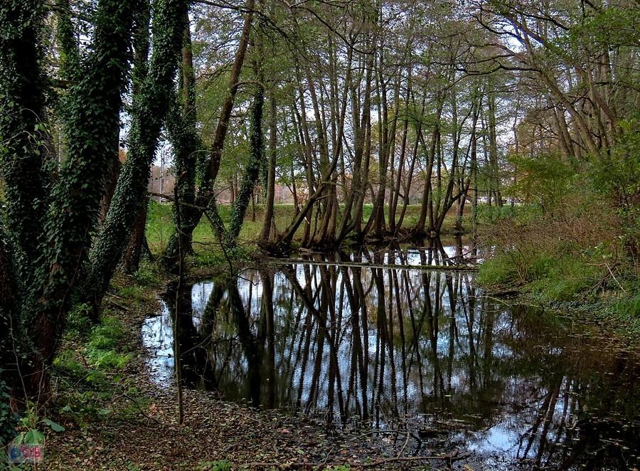 Staw przy grobli po której biegła linia kolejki wąskotorowej