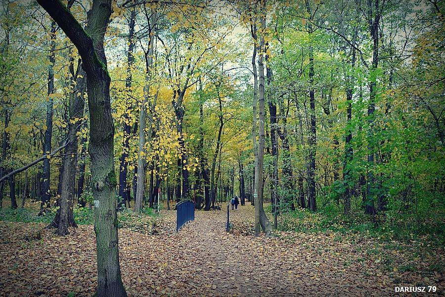 Dąbrowa Górnicza - Park Zielona