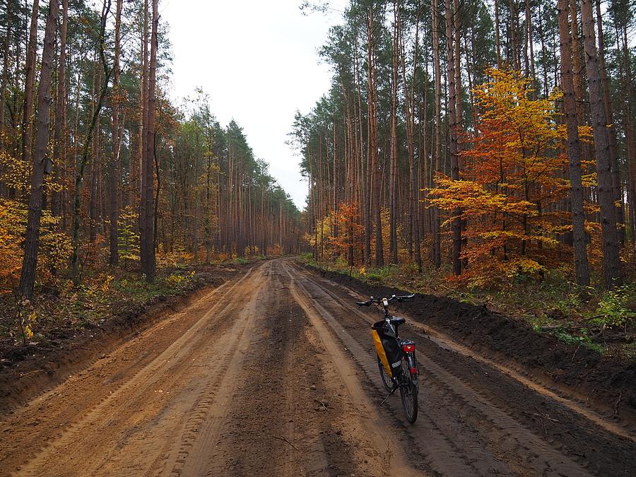 Powstająca szutrówka z Rzepina w kierunku Lubina
