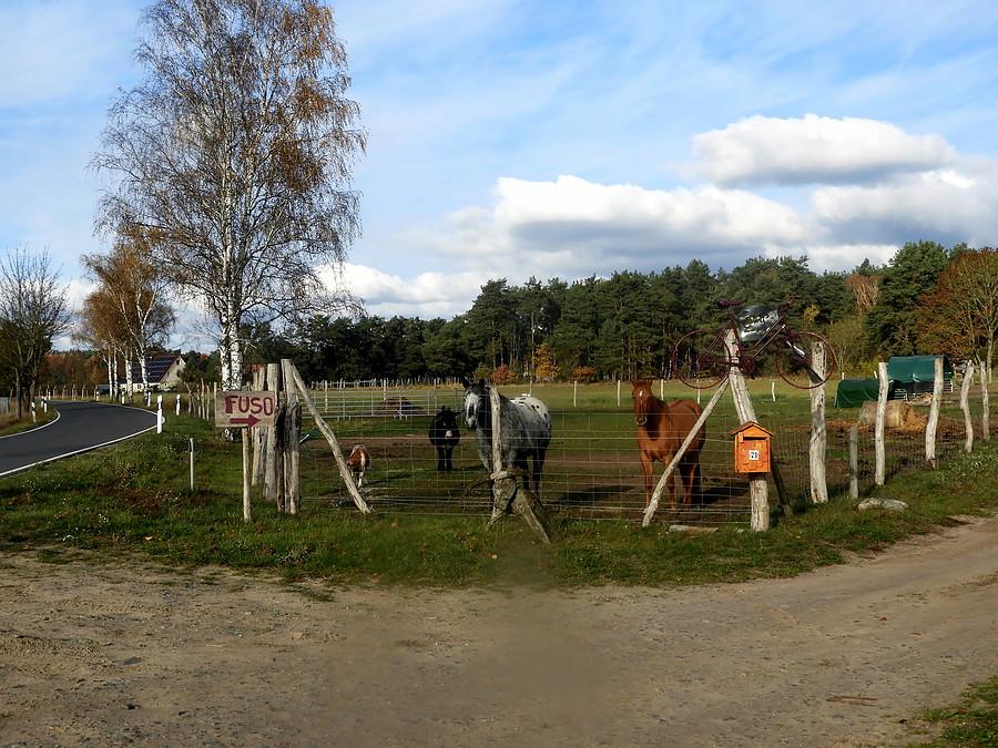 Blankensee - kącik ze zwierzętami.