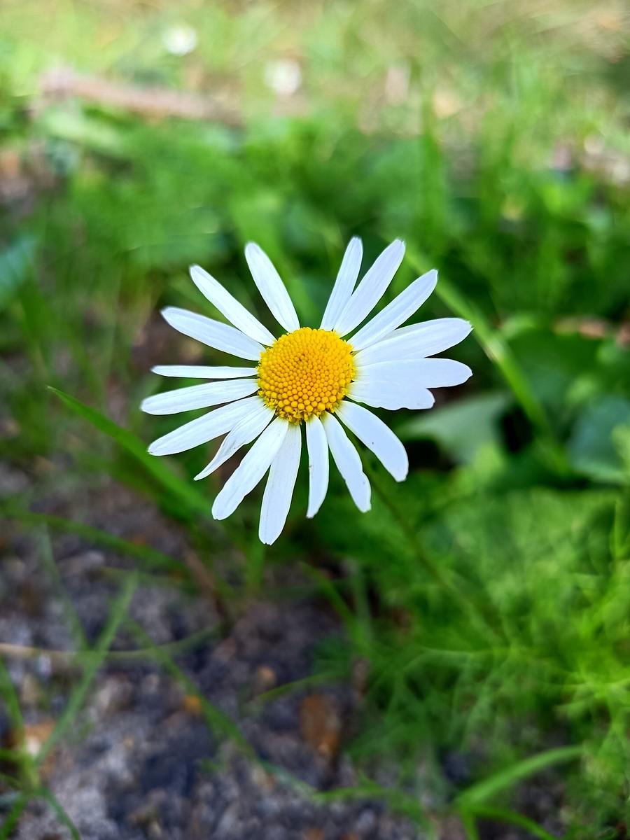 Wiosna panie sierżancie :)