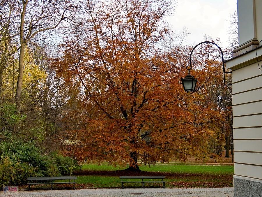 Za Starą Pomarańczarnią złoci się buk