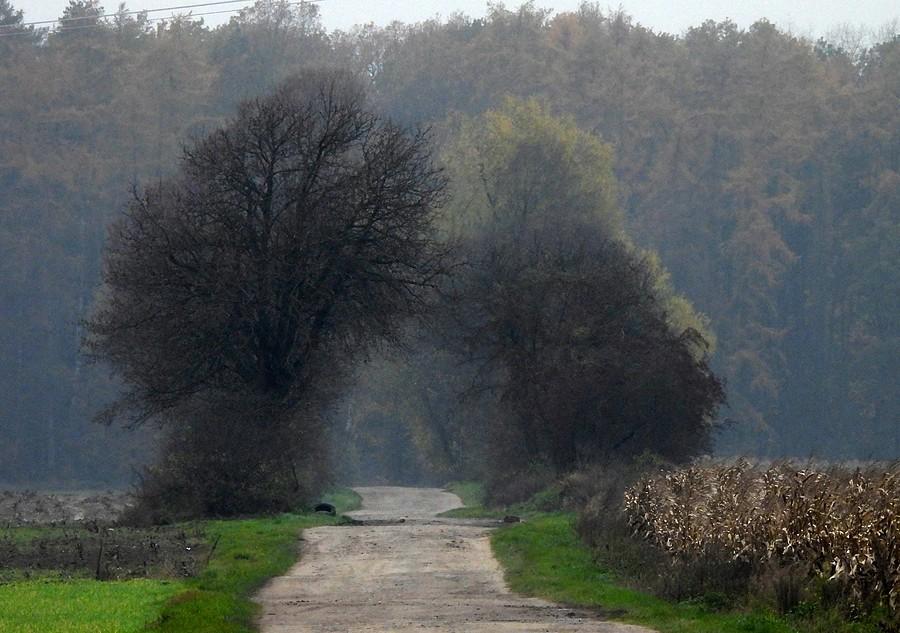 Jeszcze trochę liści jest na drzewach