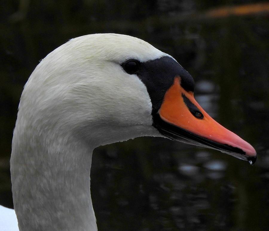 Prawy profil łabędzia
